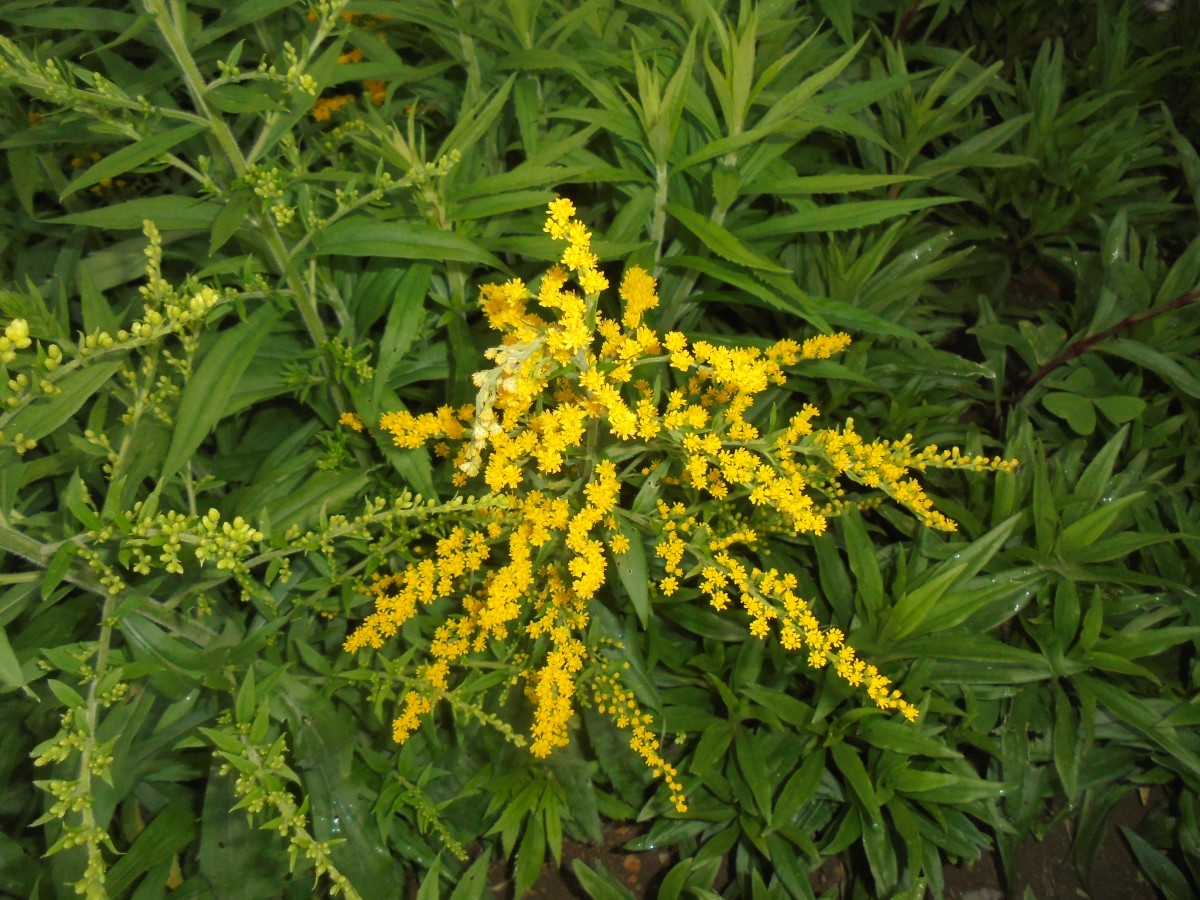 Solidago canadensis L.